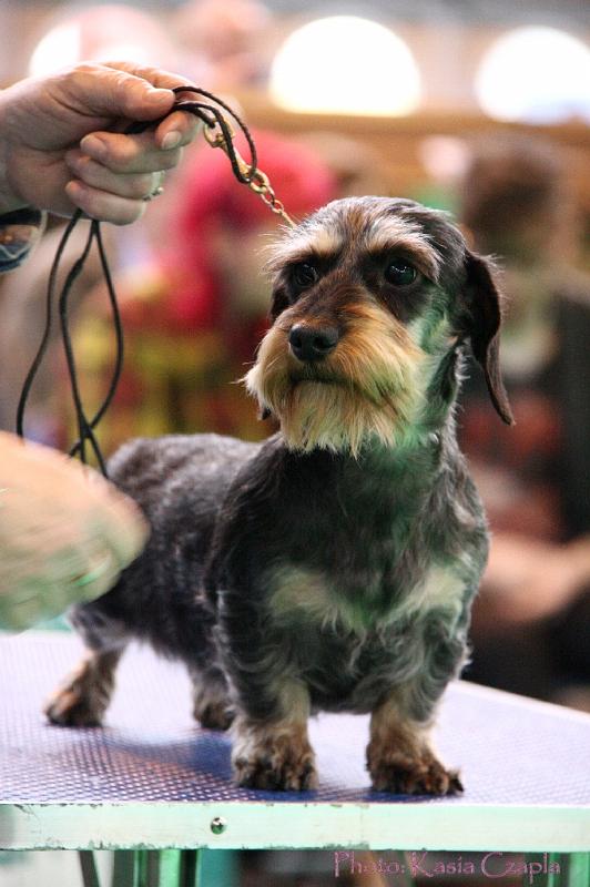 Crufts2011_2 1539.jpg